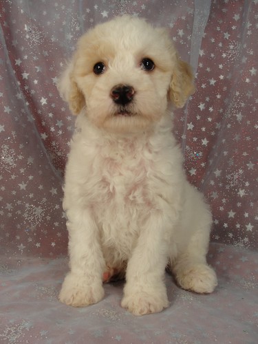 Male Cockapoo Puppy for Sale #25 Born August 10, 2011